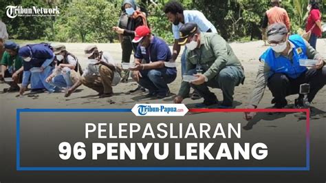 Bbksda Papua Bersama Masyarakat Lepasliarkan Penyu Lekang Di Kampung