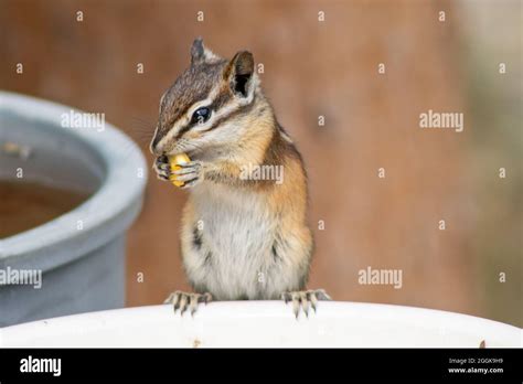 Wildlife Up Close Hi Res Stock Photography And Images Alamy