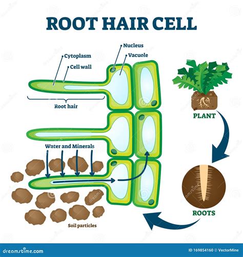 Root Hair Cell Diagram Detailed