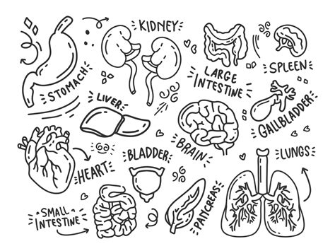 doodle human organs 17294565 Vector Art at Vecteezy