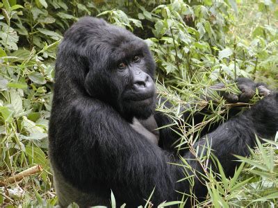 Mountain Gorilla | Extinct and Endangered animal facts