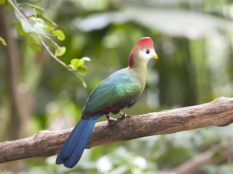 Red-crested Turaco _ JBP ☺ | Animals beautiful, Animals, Bird