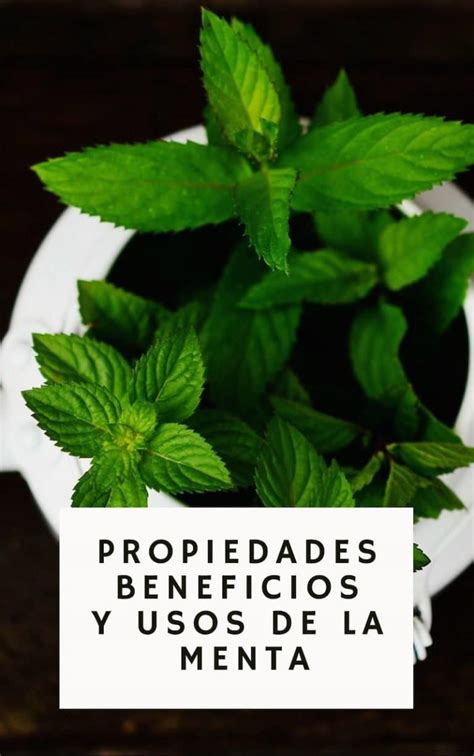 Los Grandes Beneficios Y Propiedades Medicinales De La Menta