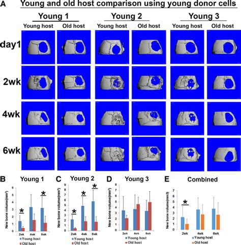 Influences Of Donor And Host Age On Human Muscle Derived Stem Cell