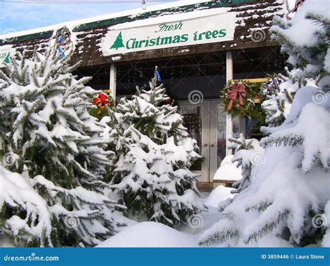 Christmas Tree Lot Stock Photo Image Of Tree December 3859446