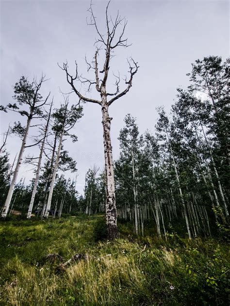 Low Angle Shot Of A Naked Aspen Tree In A Forest Stock Photo Image Of