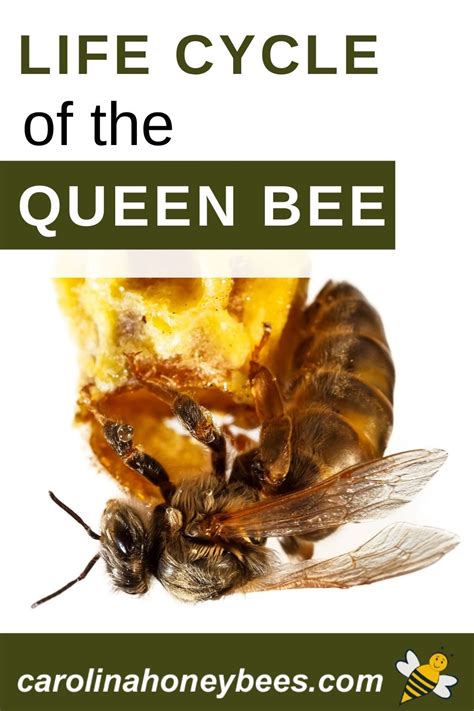 The Life Cycle Of The Queen Honey Bee Is Similar To That Of Every Bee