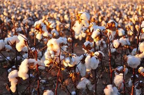 Cotton Field Wallpapers Top Free Cotton Field Backgrounds