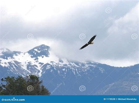 soaring eagle stock photography cartoondealercom