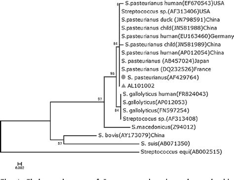 Isolation And Characterization Of Streptococcus Gallolyticus Subsp