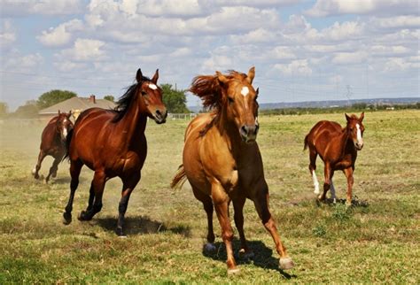 Horses Galloping Free Stock Photo - Public Domain Pictures