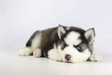 Chiots Husky Sib Rien Vendre Leveur De Husky Woefkesranch