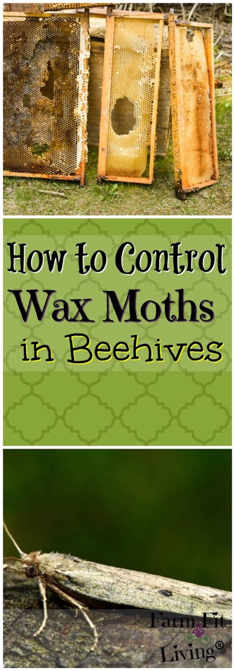 How To Control Wax Moths In Beehives Farm Fit Living