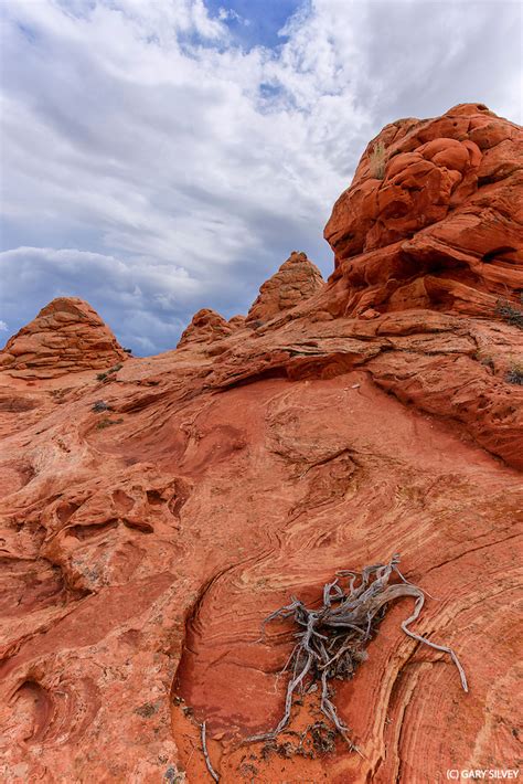 Cottonwood Cove S Coyote Buttes Scb Gary Silvey Photography