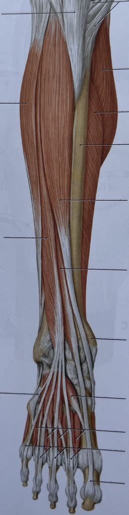 anterior and lateral compartment muscles Diagram | Quizlet