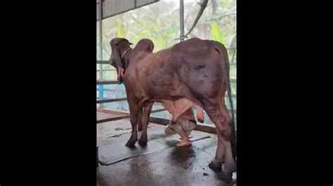 Cleaning Bull Body For Good Health Good Video For Cow Youtube