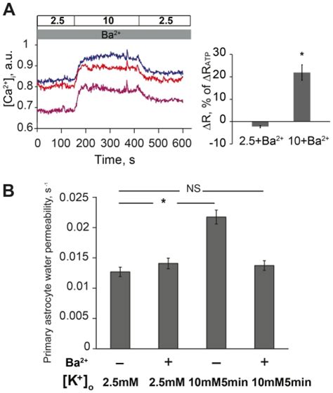 A Left Panel Shows Representative Recordings Of Intracellular Calcium Download Scientific