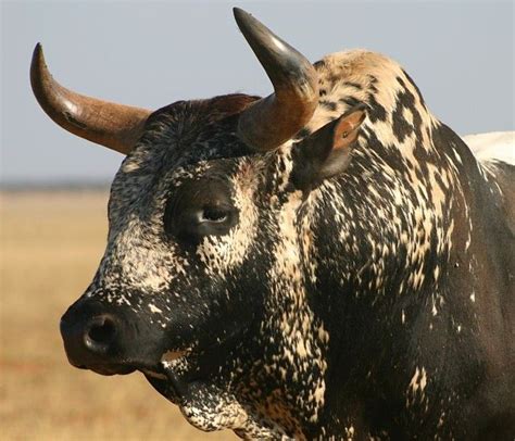Pin On Bull Cow