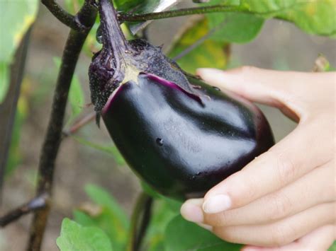 Picking An Eggplant Learn How And When To Harvest Eggplants