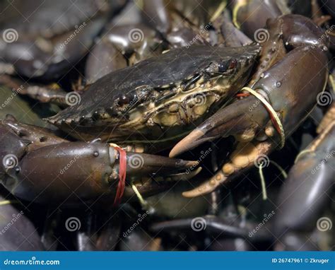 Mud crab stock image. Image of crabs, shellfish, fresh - 26747961