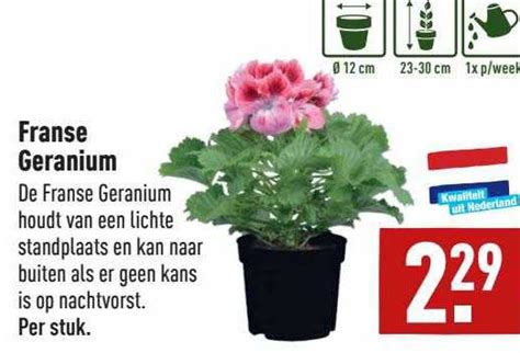 Franse Geranium Aanbieding Bij Aldi Folders Nl