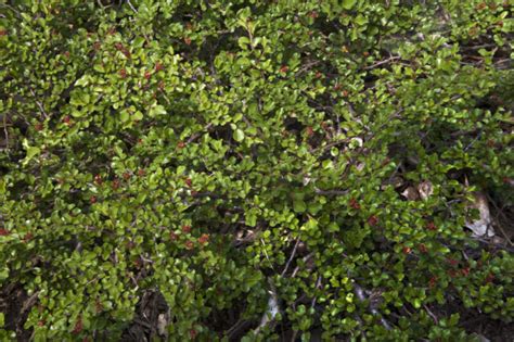 Creeping Cotoneaster at the Arnold Arboretum of Harvard University | ClipPix ETC: Educational ...