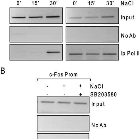 Osmostress Induces Rna Pol Ii Recruitment At The C Fos Promoter A