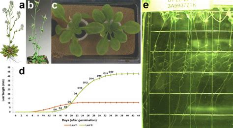 Arabidopsis As Model Organism Of Leaf Venation Patterning In Dicot