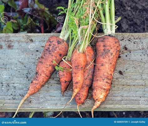 Freshly Pulled Organic Carrots Vegetable Garden Home Grown Produce Stock Image Image Of