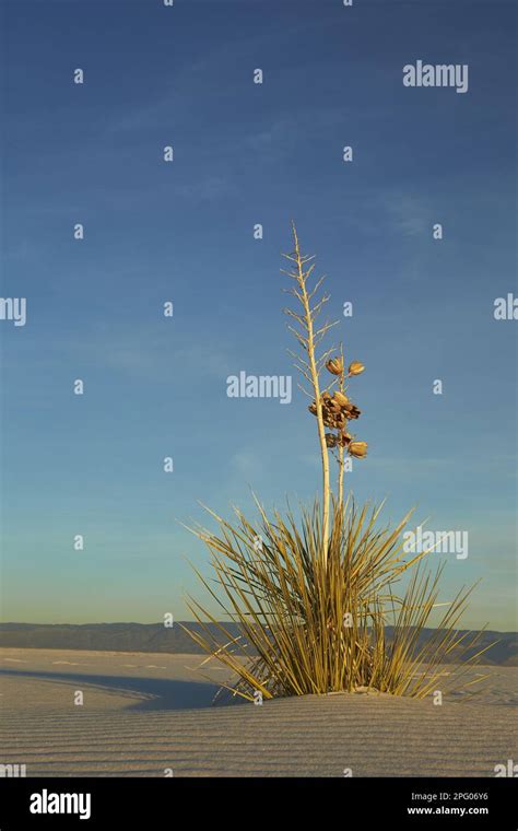 Soapree Soaptree Yucca Yucca Elata Growing In Gypsum Dunes In The