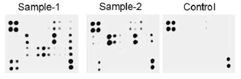 Human Cytokine Antibody Array Membrane 120 Targets Ab193656 Abcam