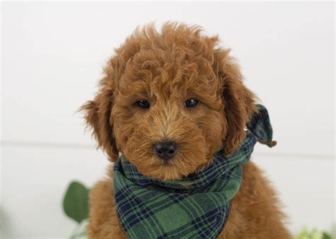 Mini Goldendoodles for Adoption — Family Bred Puppies