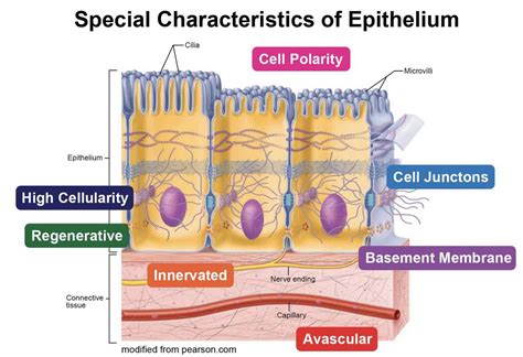 Epithelium Definition Characteristics Cell Structures Types And