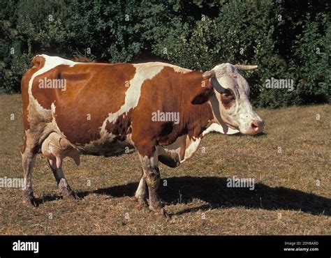 Montbeliarde Domestic Cattle, a French Breed Stock Photo - Alamy