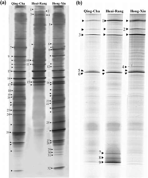 Denaturing Gradient Gel Electrophoresis Dgge Profiles Representing A Download Scientific