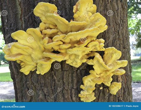 Il Sulphureus Giallo Di Laetiporus Del Fungo Dello Zolfo Del Fungo