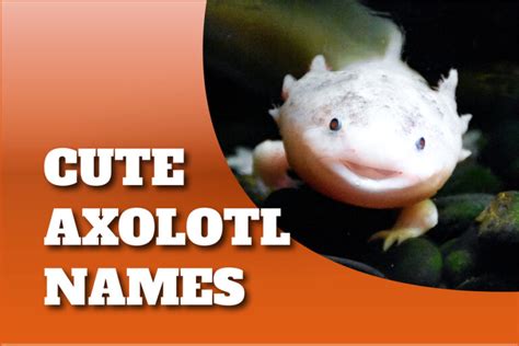 Cute Axolotl Names Naming Your Aquatic Friend