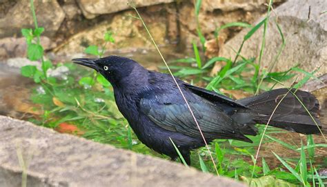 Greater Antillean Grackle Quiscalus Niger Greater Antill Flickr