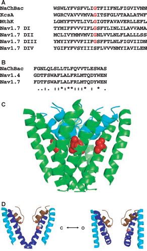 Full Article G S Mutagenesis As A Means Of Stabilizing