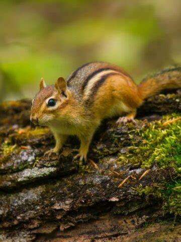 Keeping Chipmunks Away: Effective Chipmunk Repellent Techniques ...