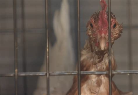 Oklahoma Gamefowl Commission Leader Charged With Illegal Cockfighting