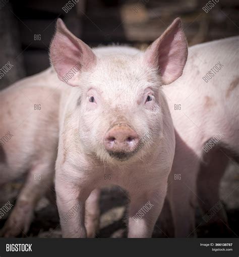 Front View Animal Image And Photo Free Trial Bigstock