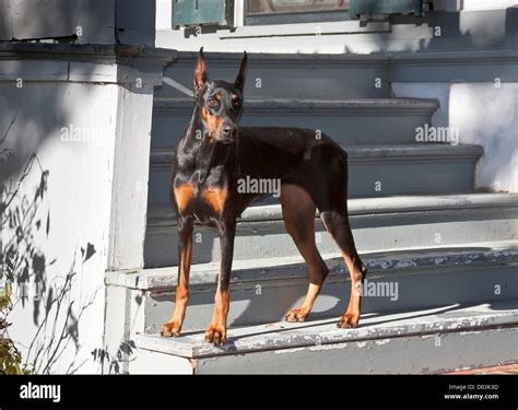 Doberman Pinscher Standing Hi Res Stock Photography And Images Alamy