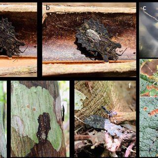 Coccoloba Gigantifolia In Amazonia A Area Of Known Distribution