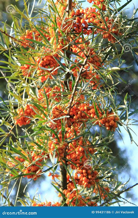 Planta Del Espino Cerval De Mar Con Las Frutas Foto De Archivo Imagen