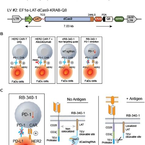 Pd Downregulation Partially Mitigates Car T Cell Exhaustion A Schema