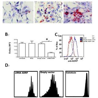 A Lipid Droplet Biogenesis Induced By Treatment With Docosahexaenoic