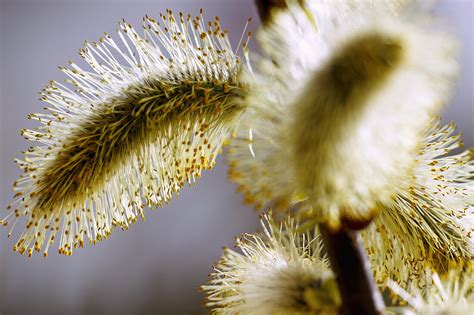 Branch With Flowering Pussy Willow Of License Image 71454510