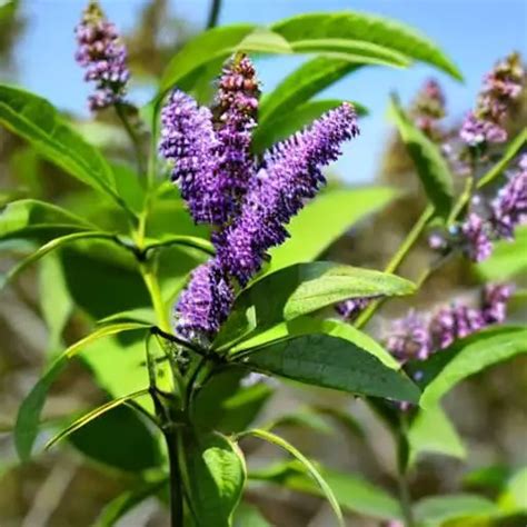 How To Deadhead Butterfly Bush Master The Art Of With Us