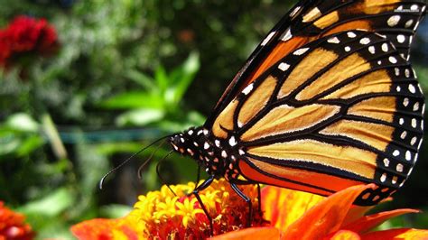 Monarch Butterfly Wallpapers - Wallpaper Cave